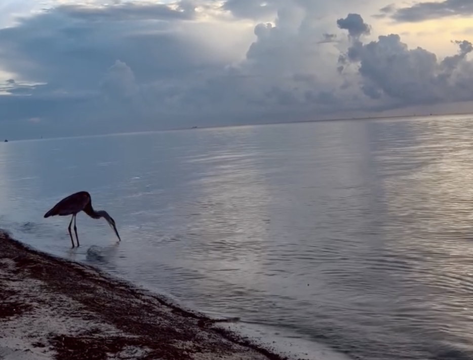 Meet The Great Blue Heron