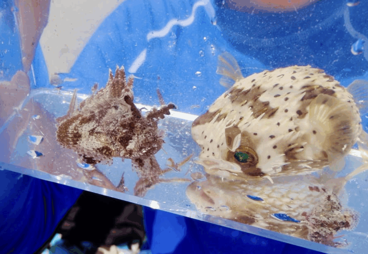 Meet the Pufferfish!