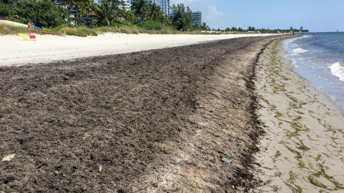 Sargassum Showdown: Residents, Experts and Village At Odds Over Seaweed